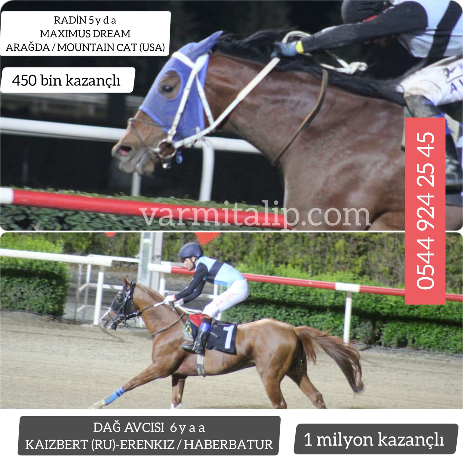 DİYARBAKIRDA KOŞAR DURUMDA ATLAR